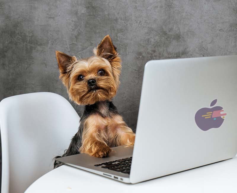 Un perro sentado frente a un ordenador portátil.