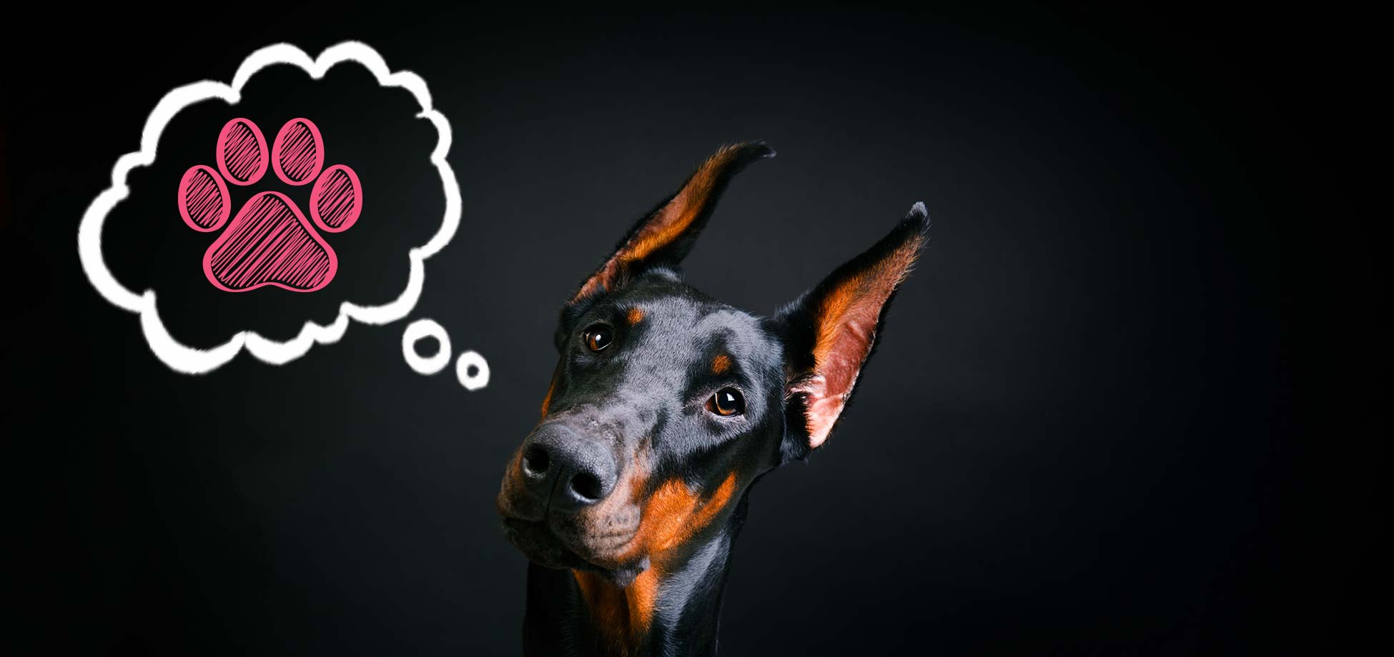 Un perro mostrando curiosidad por un globo de pensamiento que tiene a la izquierda.