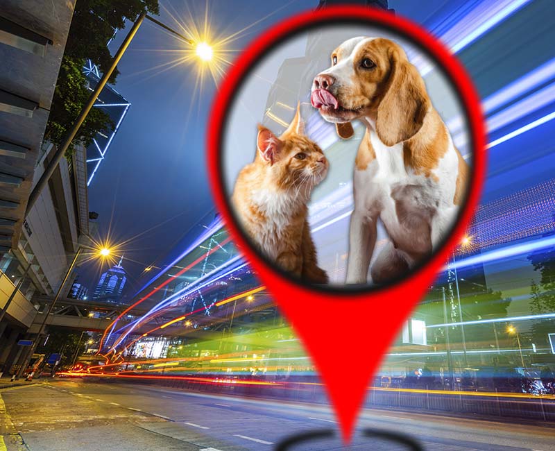 Un gato y un perro dentro de un marcador de mapa con un fondo de carretera de ciudad en la noche.