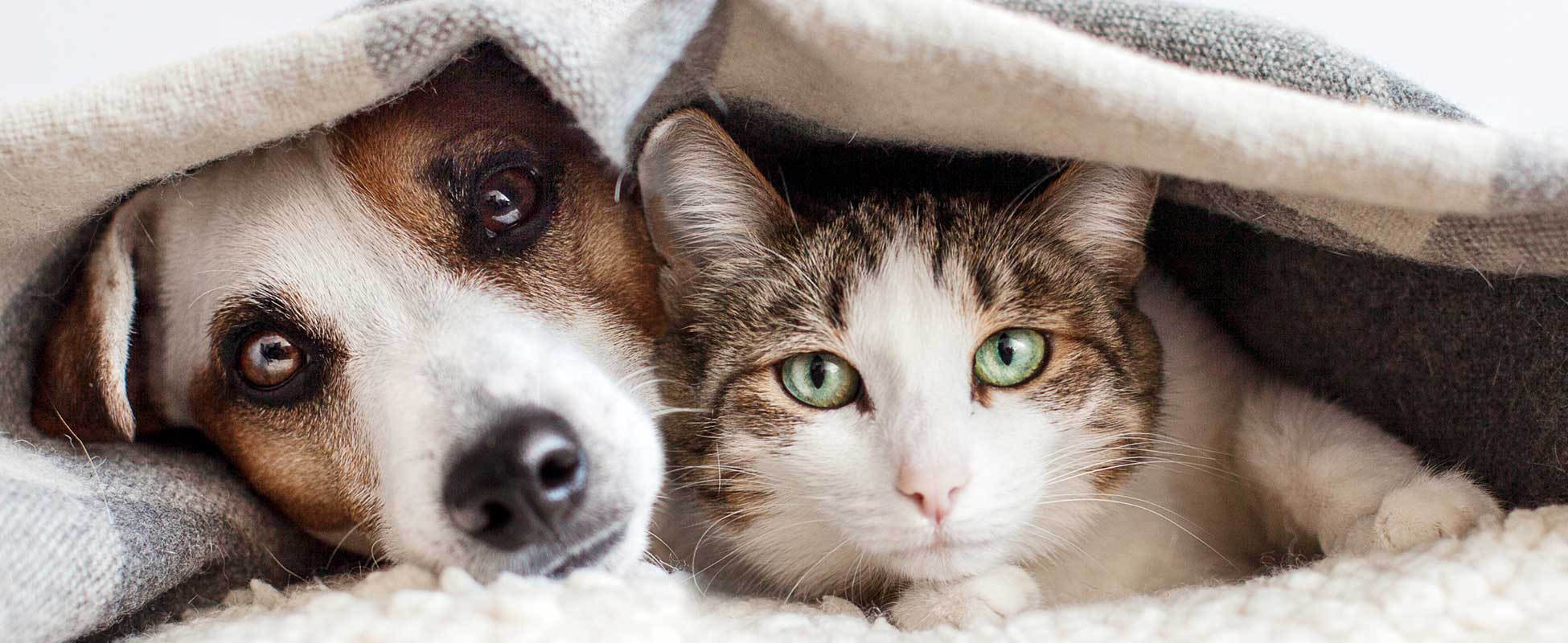 Fotografía del primer plano de la cara de un perro y un gato.
